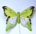 207747 Veren vlinder groen
